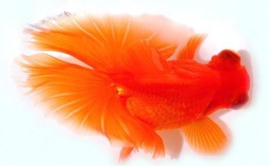 蝶尾金魚如何繁殖？蝶尾金魚怎么養(yǎng)？
