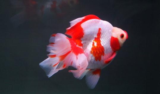 短尾琉金魚怎么養(yǎng)？短尾琉金魚的品種有哪些？