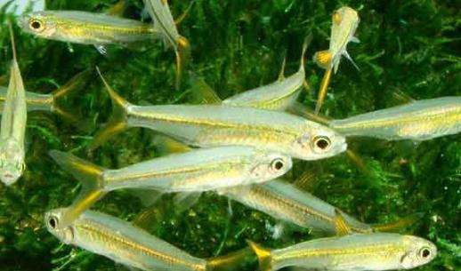 二線藍(lán)眼燈魚是什么？二線藍(lán)眼燈魚怎么養(yǎng)？