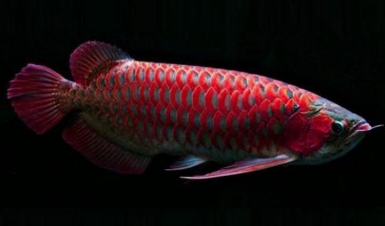 非洲龍魚怎么養(yǎng)？非洲龍魚的飼養(yǎng)環(huán)境