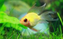 寶蓮燈魚是怎樣的？寶蓮燈魚怎么養(yǎng)？