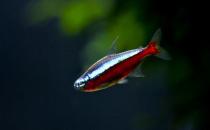 寶蓮燈魚(yú)的飼養(yǎng)環(huán)境-寶蓮燈魚(yú)如何繁殖？