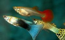 孔雀魚是什么？孔雀魚怎么養(yǎng)？