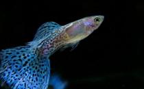 孔雀魚(yú)的飼養(yǎng)環(huán)境-孔雀魚(yú)如何飼養(yǎng)？
