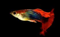 孔雀魚是如何繁殖的？