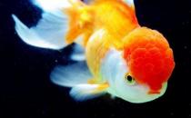 彩色球形珍珠金魚怎么養(yǎng)？彩色球形珍珠金魚換水