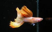 草尾孔雀魚對(duì)顏色的要求-草尾孔雀魚是怎樣的？