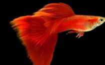草尾孔雀魚怎么養(yǎng)？草尾孔雀魚的成長(zhǎng)繁殖