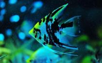 大神仙魚的簡介-大神仙魚怎么養(yǎng)？