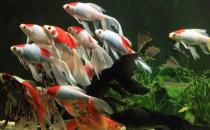 丹頂錦鯉的飼養(yǎng)環(huán)境要怎樣才好？