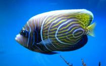 帝王藍(lán)魚(yú)的簡(jiǎn)介-帝王藍(lán)魚(yú)怎么養(yǎng)？