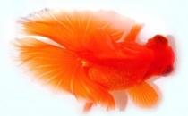 蝶尾金魚如何繁殖？蝶尾金魚怎么養(yǎng)？