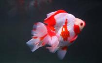 短尾琉金魚怎么養(yǎng)？短尾琉金魚的品種有哪些？