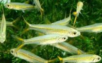 二線藍(lán)眼燈魚是什么？二線藍(lán)眼燈魚怎么養(yǎng)？