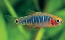 二線藍(lán)眼燈魚(yú)怎么繁殖？二線藍(lán)眼燈魚(yú)飼養(yǎng)環(huán)境