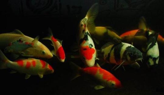 黃金錦鯉怎么養(yǎng)？黃金錦鯉的養(yǎng)殖技巧