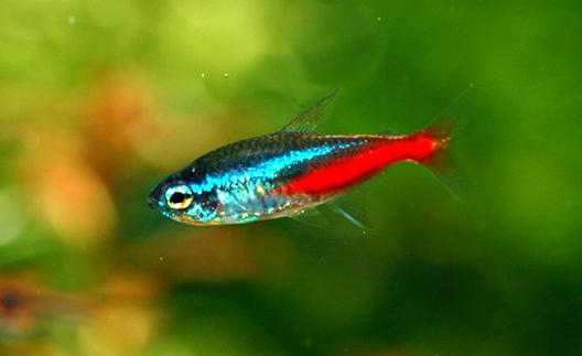 紅綠燈魚是怎樣的？紅綠燈魚的分布范圍