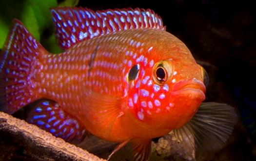 紅松石魚的簡介-紅松石魚如何疾病檢查？