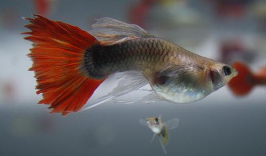 紅尾禮服孔雀魚怎么養(yǎng)？紅尾禮服孔雀魚飼養(yǎng)環(huán)境