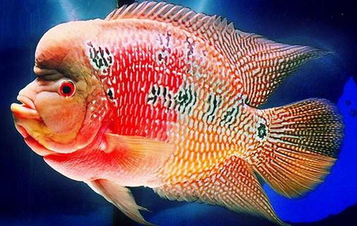 花角羅漢魚的簡(jiǎn)介-花角羅漢魚的價(jià)格