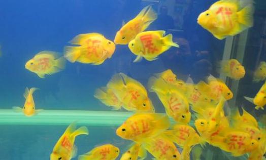 黃金燈魚(yú)的簡(jiǎn)介-飼養(yǎng)黃金燈魚(yú)的環(huán)境