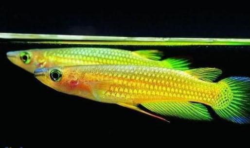 黃金鳉怎么養(yǎng)？黃金鳉的壽命