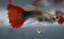 紅尾禮服孔雀魚怎么養(yǎng)？紅尾禮服孔雀魚飼養(yǎng)環(huán)境