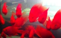 紅元寶魚的壽命-紅元寶魚怎么養(yǎng)？