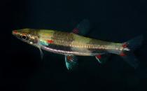 黃金燈魚(yú)怎么養(yǎng)？黃金燈魚(yú)的特點(diǎn)