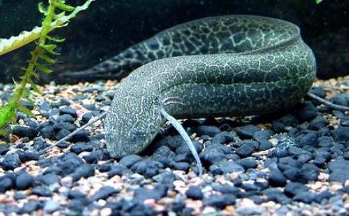 澳洲肺魚怎么養(yǎng)？澳洲肺魚的繁殖方法