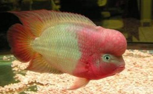金花羅漢魚是什么？金花羅漢魚多少錢能買到？
