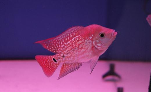 金花羅漢魚怎么養(yǎng)？金花羅漢魚的壽命