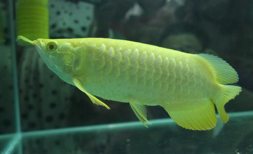 金龍魚(yú)的簡(jiǎn)介-金龍魚(yú)魚(yú)苗價(jià)格