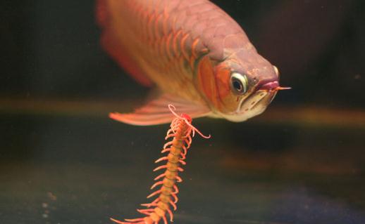 曼龍魚怎么養(yǎng)？曼龍魚如何分辨雌性？