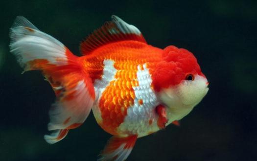 獅子頭金魚是什么？獅子頭金魚如何挑選？