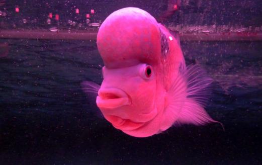 壽星頭的簡(jiǎn)介-壽星頭的特征