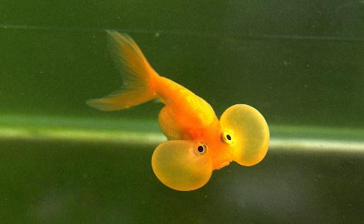 水泡金魚是什么魚？水泡金魚的特征