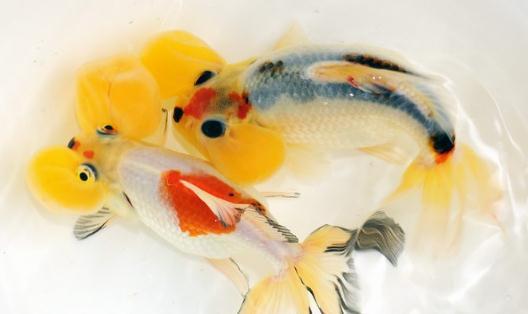水泡金魚有什么種類？水泡金魚的特征