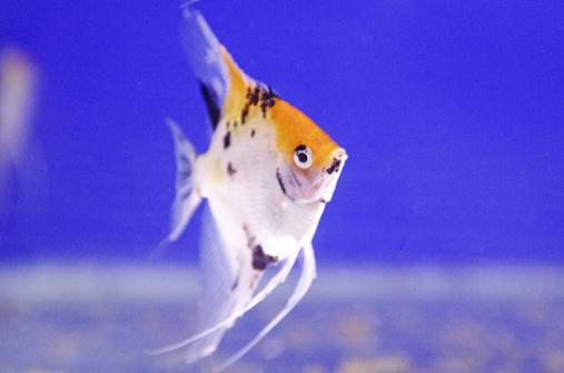 天使魚怎么養(yǎng)？天使魚有什么品種？
