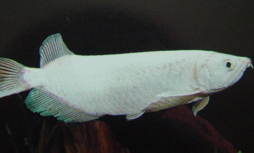 星點龍魚吃什么？星點龍魚怎么養(yǎng)？