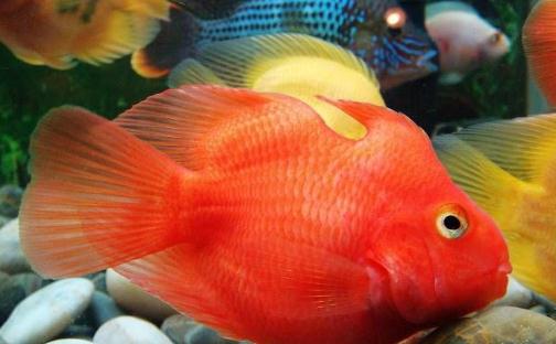 血鸚鵡魚怎么養(yǎng)？血鸚鵡魚的養(yǎng)殖環(huán)境