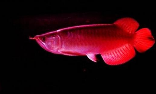 印尼辣椒紅龍魚怎么養(yǎng)？印尼辣椒紅龍魚特征