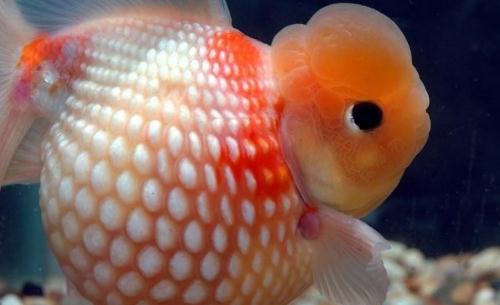 珍珠金魚的簡介-珍珠金魚如何繁殖？