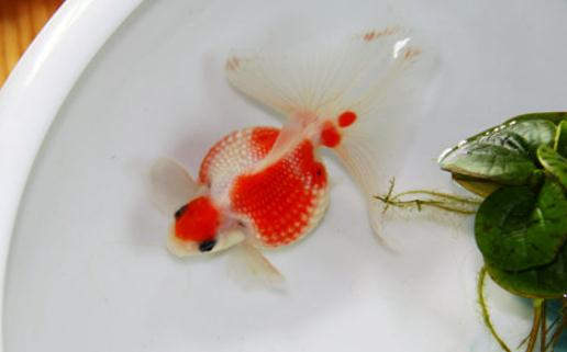 珍珠金魚怎么養(yǎng)？珍珠金魚喂食方法