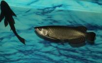 澳洲星點(diǎn)龍魚怎么養(yǎng)？澳洲星點(diǎn)龍魚的生存環(huán)境