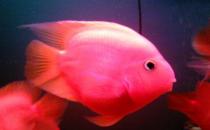 金剛鸚鵡魚(yú)怎么養(yǎng)？金剛鸚鵡魚(yú)的壽命