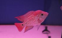 金花羅漢魚(yú)怎么養(yǎng)？金花羅漢魚(yú)的壽命
