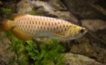 金龍魚怎么養(yǎng)？金龍魚如何飼養(yǎng)？