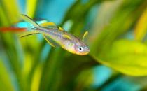 霓虹燈魚怎么養(yǎng)？霓虹燈的飼養(yǎng)方法