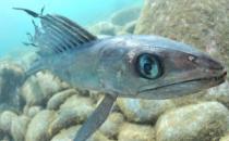 深海龍魚的簡介-深海龍魚吃什么食物？